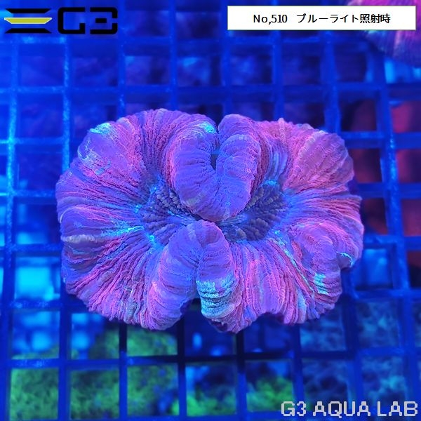 ヒユサンゴ(オオバナサンゴ) レッド系カラー(No,510)