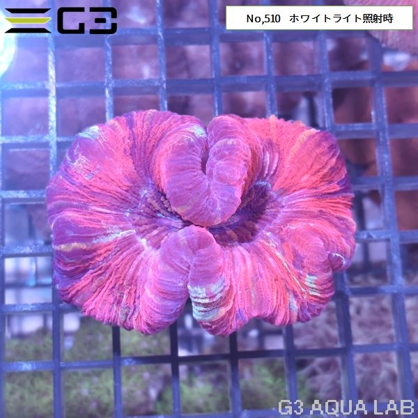 ヒユサンゴ(オオバナサンゴ) レッド系カラー(No,510)