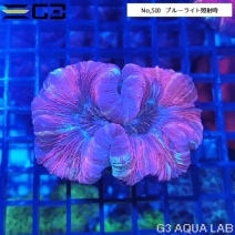 �ҥ極�󥴡ʥ����Хʥ��󥴡� ��åɷϥ��顼��No,510��