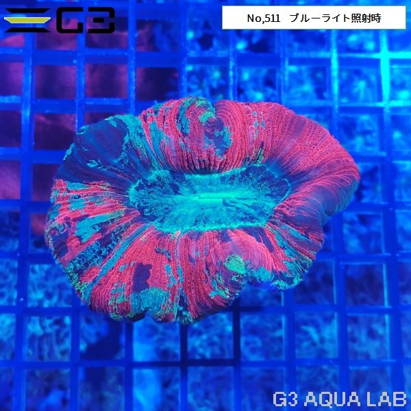 ヒユサンゴ(オオバナサンゴ) マルチカラー(No,511)