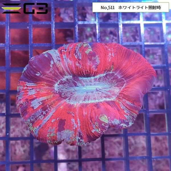 ヒユサンゴ(オオバナサンゴ) マルチカラー(No,511)