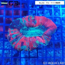 �ҥ極�󥴡ʥ����Хʥ��󥴡� �ޥ�����顼��No,511��