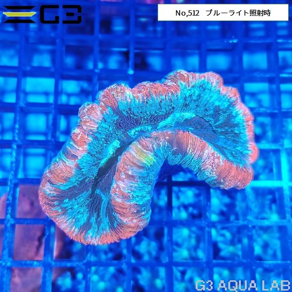 ヒユサンゴ(オオバナサンゴ) マルチカラー(No,512)