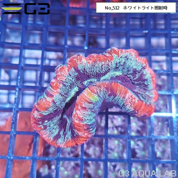 ヒユサンゴ(オオバナサンゴ) マルチカラー(No,512)