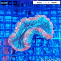 �ҥ極�󥴡ʥ����Хʥ��󥴡� �ޥ�����顼��No,512��