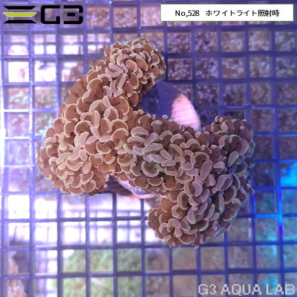 �ʥ���ϥʥ��� ���ꥢ������󥸡�No,528��