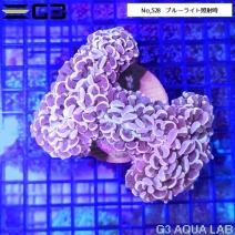 �ʥ���ϥʥ��� ���ꥢ������󥸡�No,528��