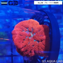 サンゴ ムセキツイ イソギンチャク アクアリウムの通販は大阪のg3 Aqua Labまで