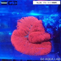 サンゴ ムセキツイ イソギンチャク アクアリウムの通販は大阪のg3 Aqua Labまで サンゴ ムセキツイ イソギンチャク アクアリウムの通販は大阪のg3 Aqua Labまで