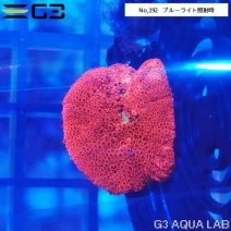 サンゴ ムセキツイ イソギンチャク アクアリウムの通販は大阪のg3 Aqua Labまで サンゴ ムセキツイ イソギンチャク アクアリウムの通販は大阪のg3 Aqua Labまで