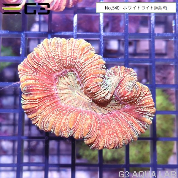 ヒユサンゴ(オオバナサンゴ) 蛍光マルチカラー(No,540)