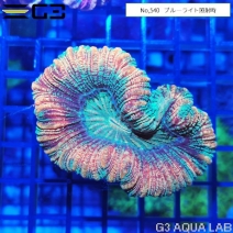 �ҥ極�󥴡ʥ����Хʥ��󥴡� �ָ��ޥ�����顼��No,540��