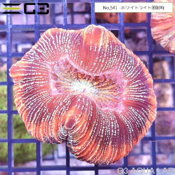 ヒユサンゴ(オオバナサンゴ) レッドリング(No,541)