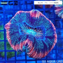 �ҥ極�󥴡ʥ����Хʥ��󥴡� ��åɥ�󥰡�No,541��