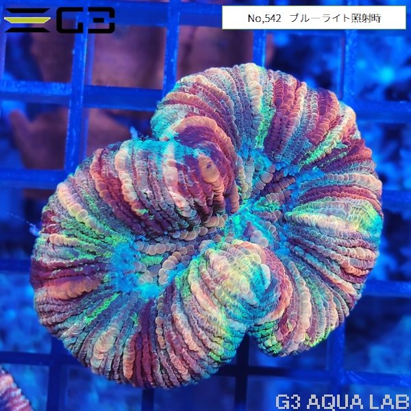 ヒユサンゴ(オオバナサンゴ) スーパーマルチカラー(No,542)