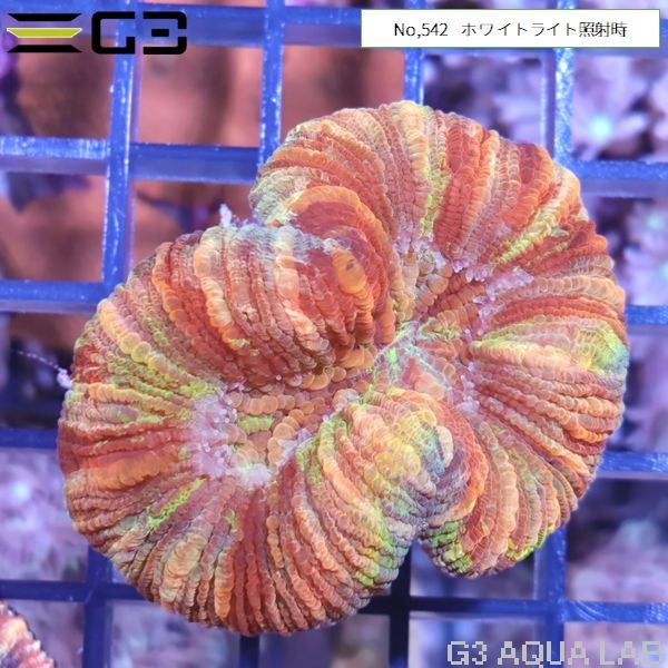 �ҥ極�󥴡ʥ����Хʥ��󥴡� �����ѡ��ޥ�����顼��No,542��