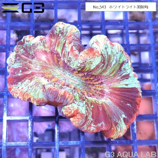 ヒユサンゴ(オオバナサンゴ) 蛍光マルチカラー(No,543)