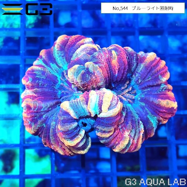 �ҥ極�󥴡ʥ����Хʥ��󥴡� �����ѡ��ޥ�����顼��No,544��