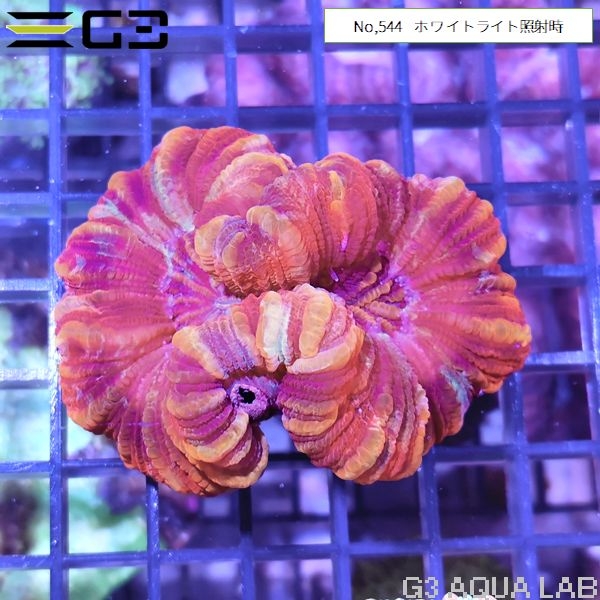 ヒユサンゴ(オオバナサンゴ) スーパーマルチカラー(No,544)