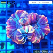 �ҥ極�󥴡ʥ����Хʥ��󥴡� �����ѡ��ޥ�����顼��No,544��