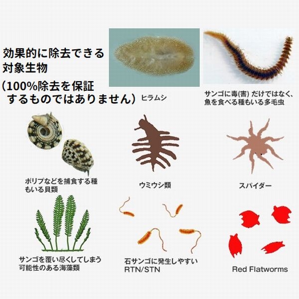 Coral RX-PRO 1oz �б�����64L��[4580290401184]