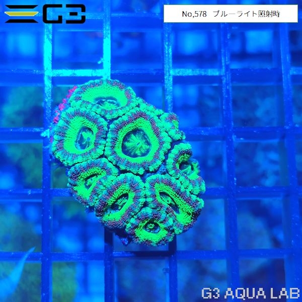カクオオトゲキクメイシ 蛍光グリーン(No,578)