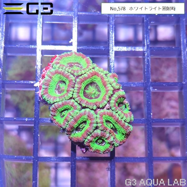 カクオオトゲキクメイシ 蛍光グリーン(No,578)