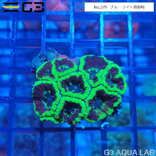 カクオオトゲキクメイシ 蛍光グリーン(No,579)