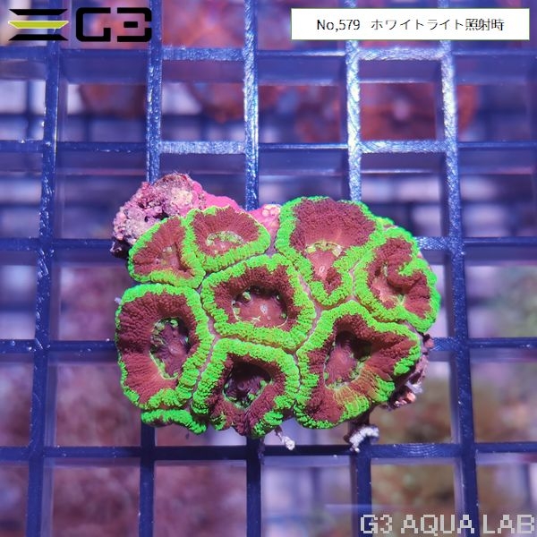 カクオオトゲキクメイシ 蛍光グリーン(No,579)