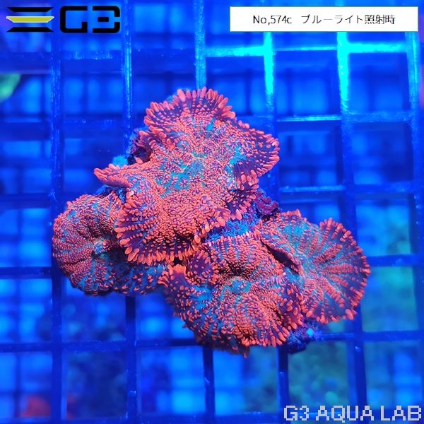 ディスクコーラル オレンジxブルー 1個体(No,574c)