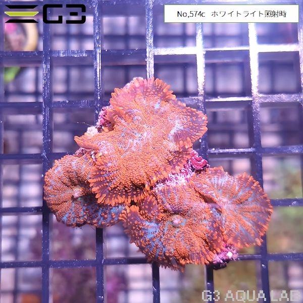 ディスクコーラル オレンジxブルー 1個体(No,574c)