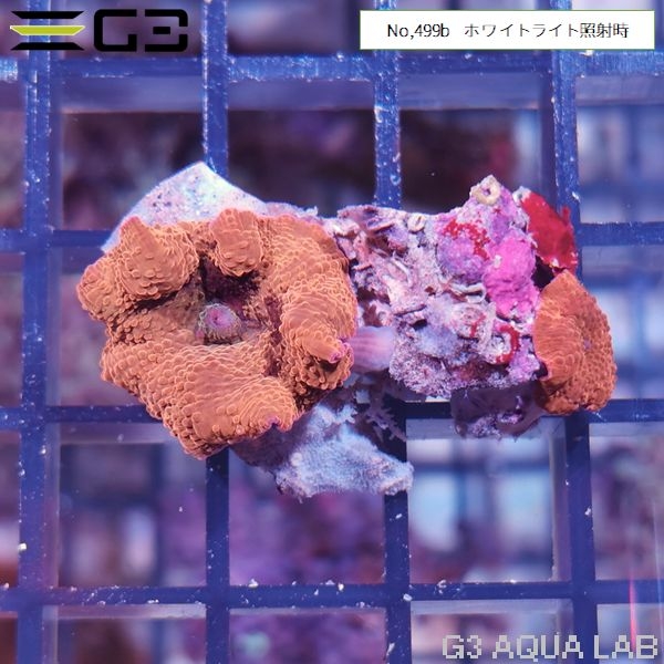 �ǥ�����������롡������ǥ󥢥åץ� 1���Ρ�No,499b��