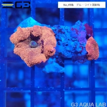 �ǥ�����������롡������ǥ󥢥åץ� 1���Ρ�No,499b��