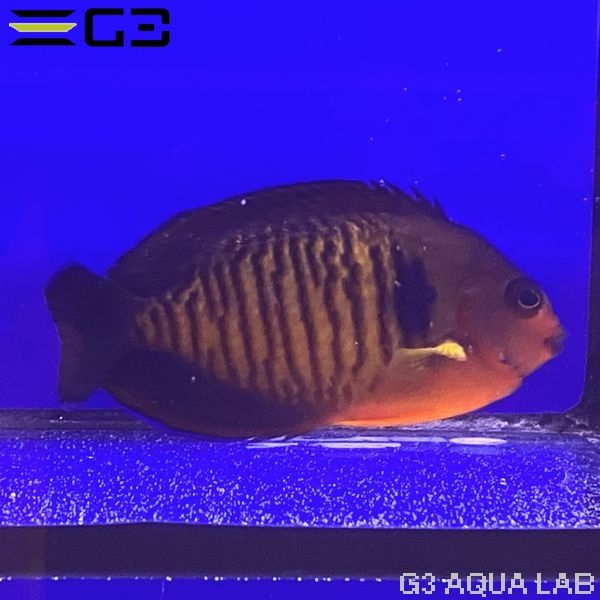 ����å��ʥХ껺�� SM������ ��7.5cm��[f001]