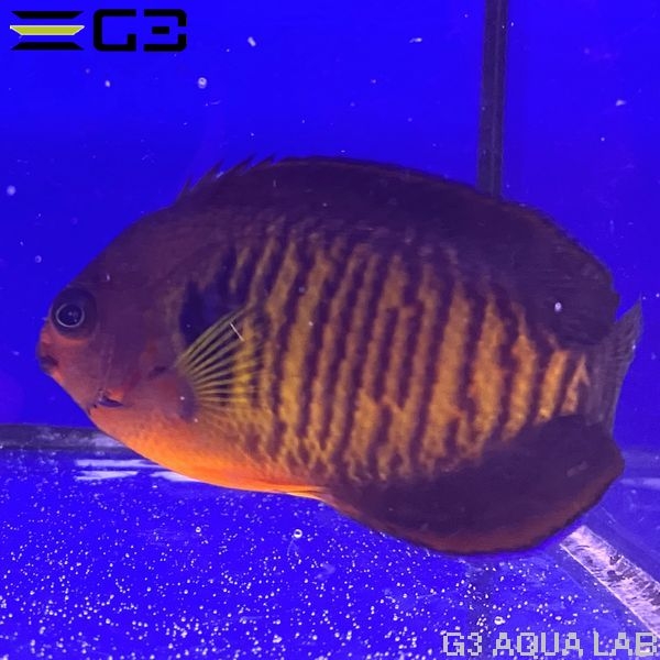 ����å��ʥХ껺�� SM������ ��7.5cm��[f001]