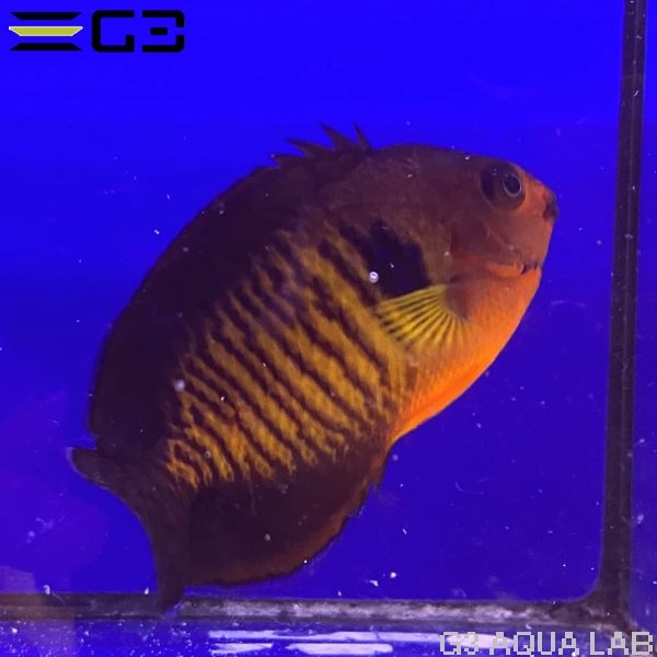 ����å��ʥХ껺�� SM������ ��7.5cm��[f001]