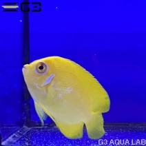����ԡ���ʥ����ͥ�å��� SM������ ��6cm��[f003]