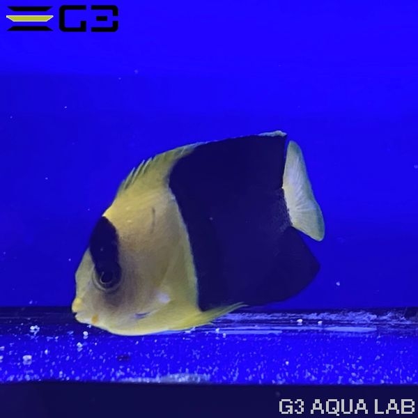 ����辰��å� SM������ ��4cm��[f005]