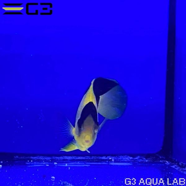 ����辰��å� SM������ ��4cm��[f005]