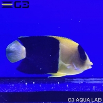 ����辰��å� SM������ ��4cm��[f005]