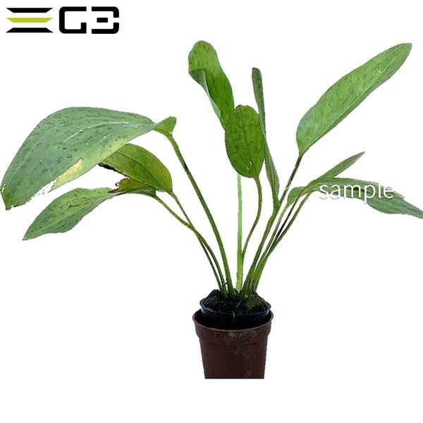 エキノドルス レッドフレーム Echinodorus Echinos 1束