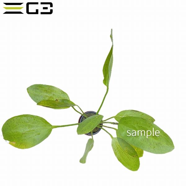 �����Υɥ륹 ����åɥե졼�ࡡEchinodorus Echinos��1«��