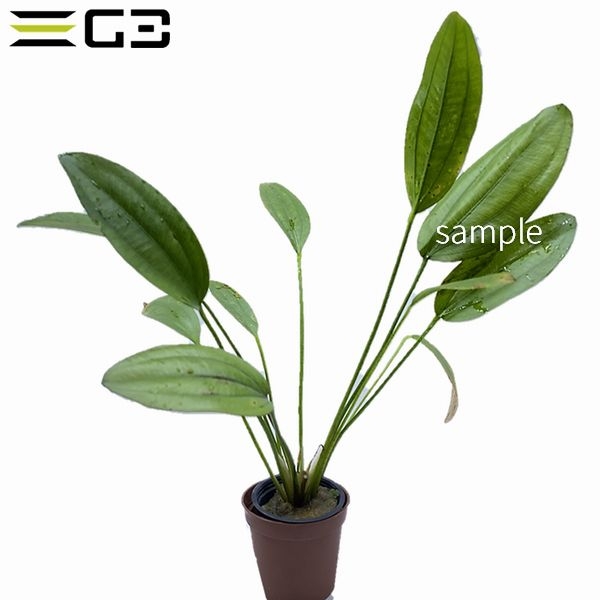 �����Υɥ륹 ��������Echinodorus "rose"  1«��