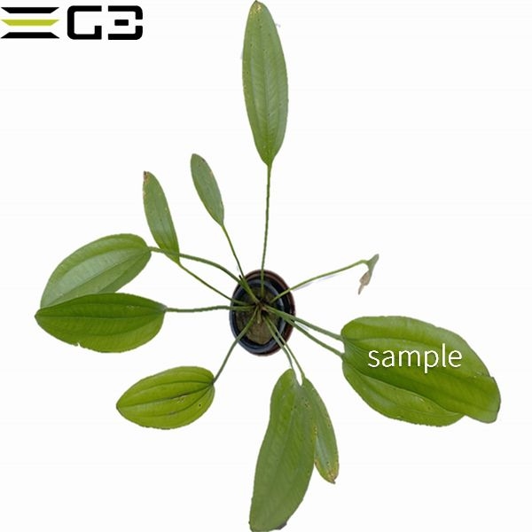 �����Υɥ륹 ��������Echinodorus "rose"  1«��