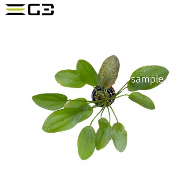 �����Υɥ륹  �С�������Echinodorus barthii ��1«��