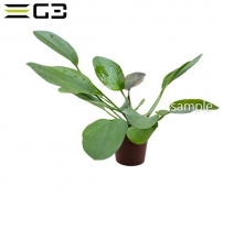 �����Υɥ륹  �С�������Echinodorus barthii ��1«��