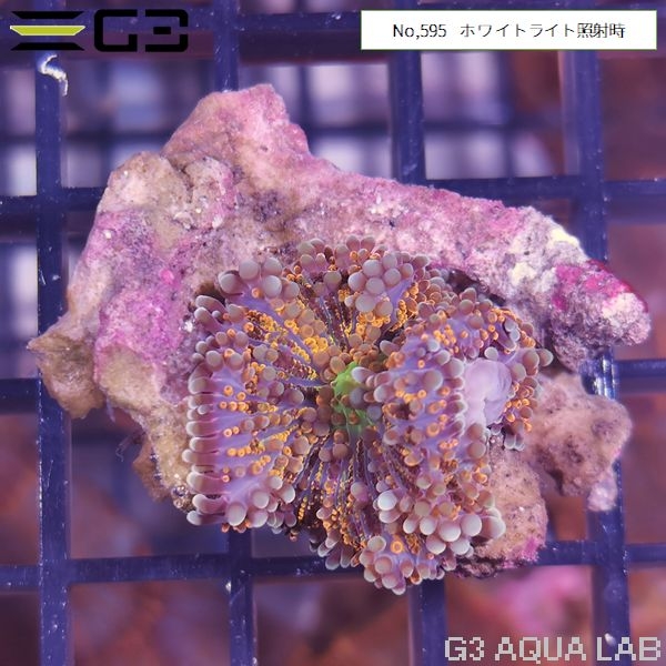 �ǥ�����������롡�����ѡ�����󥸡�1���Ρ�No,595��