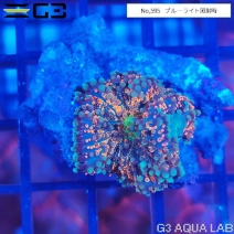 �ǥ�����������롡�����ѡ�����󥸡�1���Ρ�No,595��
