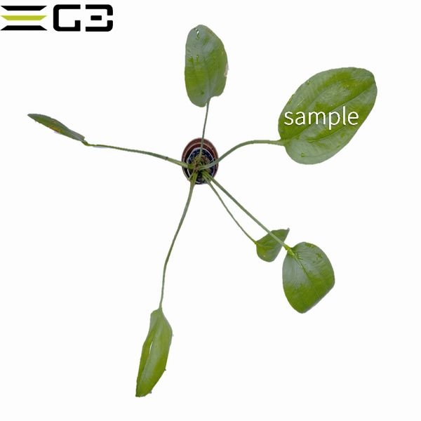 エキノドルス アパート Echinodorus “Apart” Mサイズ1束