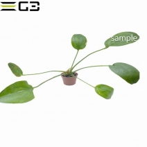 �����Υɥ륹 ���ѡ��� Echinodorus ��Apart��  M������1«��